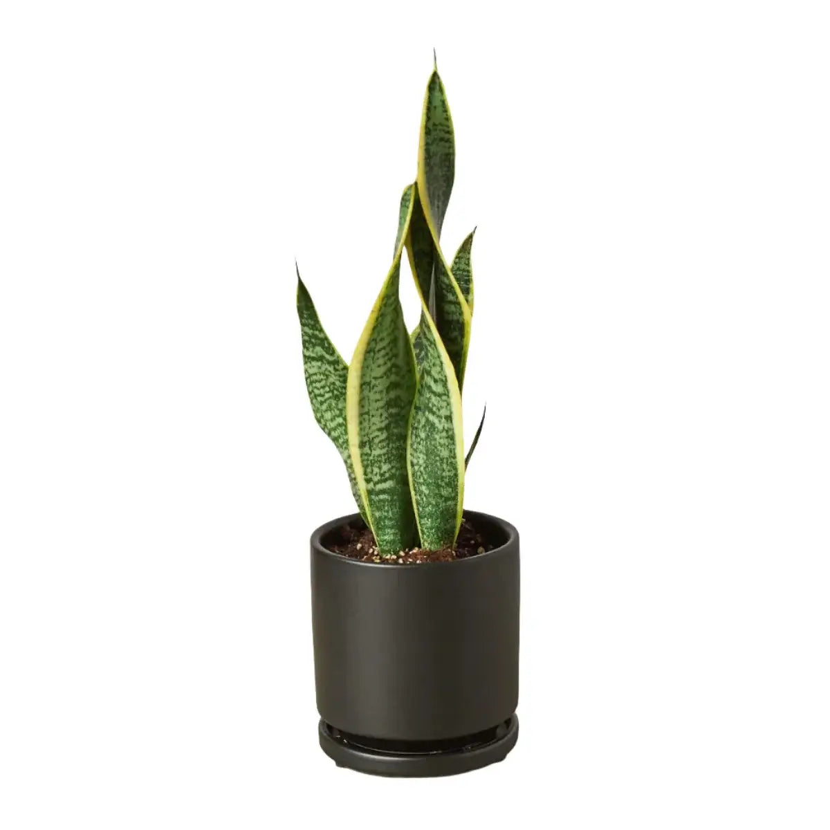 Snake Plant Laurentii | Laurentii Sansevieria Indoor Plants at All About Planties