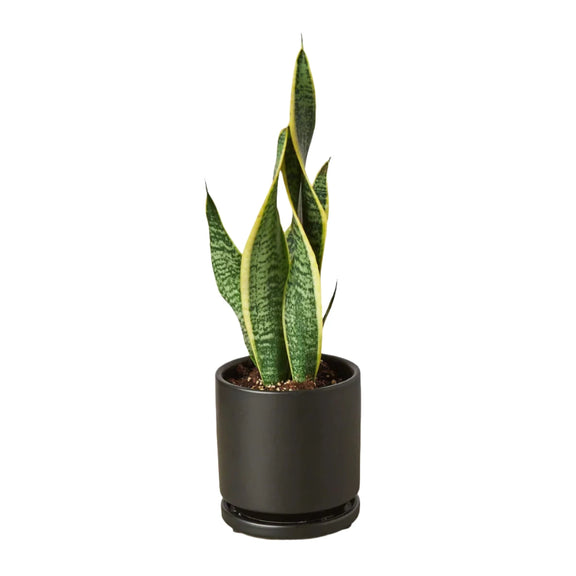 Snake Plant Laurentii - 4" Plant in a black pot