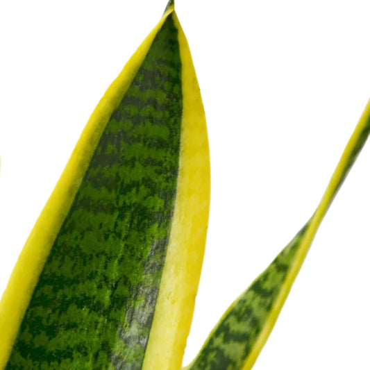 Snake Plant Laurentii leaves closeup