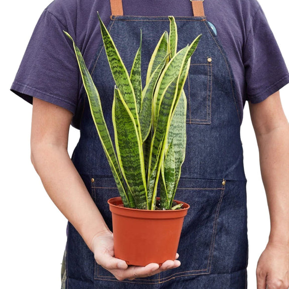 Snake Plant Laurentii - 6" Plant 