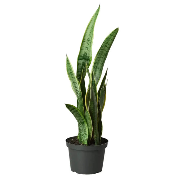 low light air purifying plants Snake Plant Sansevieria Laurentii