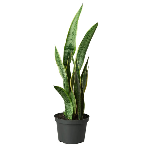 Snake Plant Laurentii - 8" Plant 