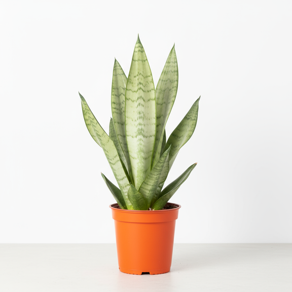 nasa recommended snake plant Air Purifying Variety Bundle 4" Pots