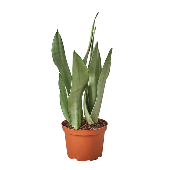 Snake Plant Moonshine 6inch pot