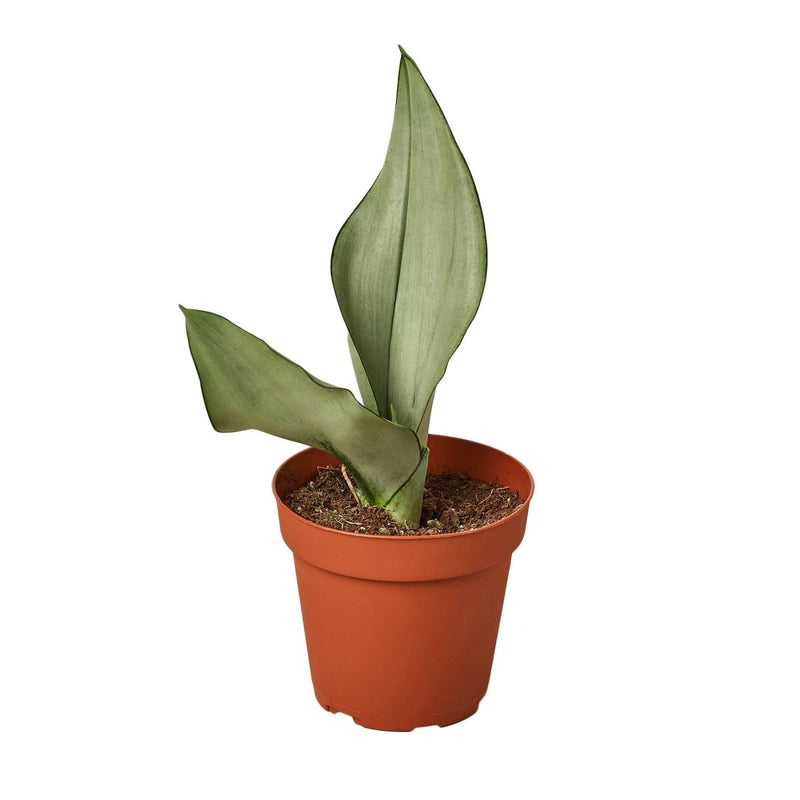 Snake Plant Moonshine plant