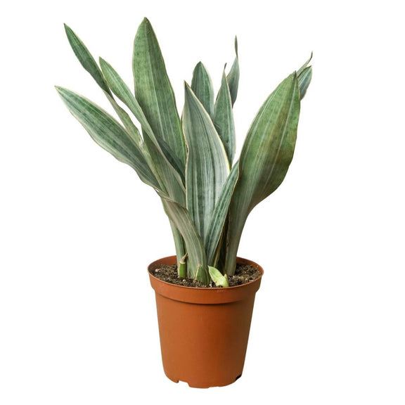 is the snake plant pet friendly Snake Plant 'Sayuri' - Pet Safe Silver-Green Air-Purifying Plant