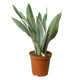 Snake Plant 'Sayuri' Indoor Plants at All About Planties