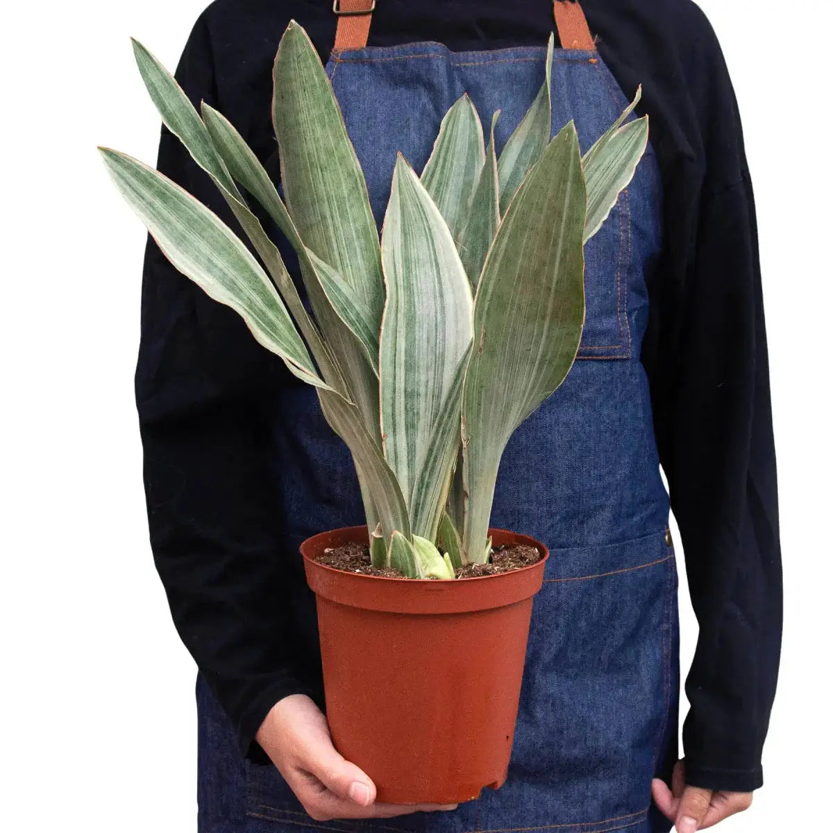 silver blue snake plant Snake Plant 'Sayuri' 8" Pot
