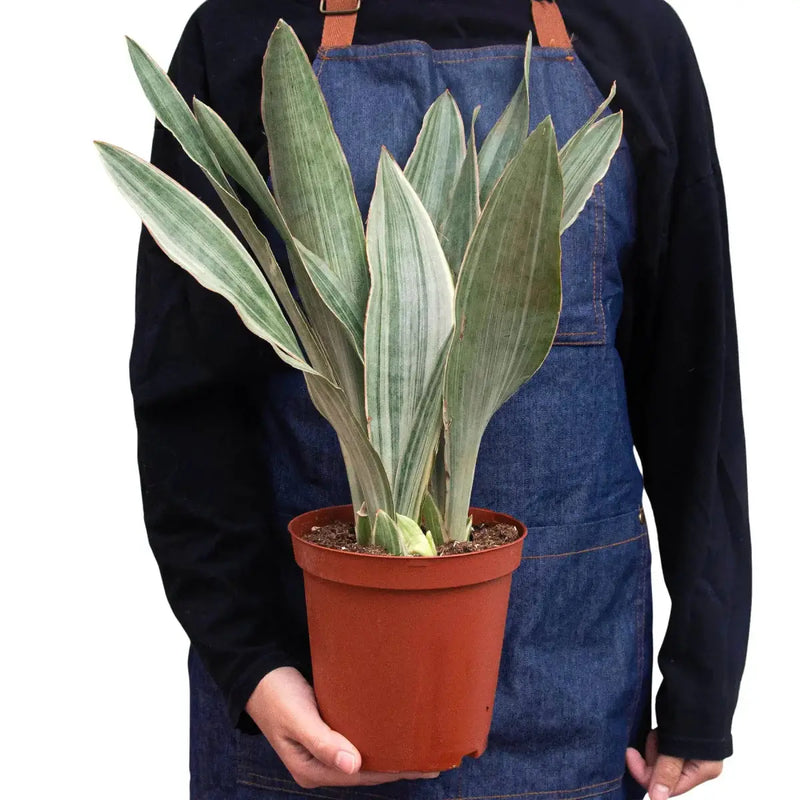 Snake Plant 'Sayuri' Indoor Plants at All About Planties