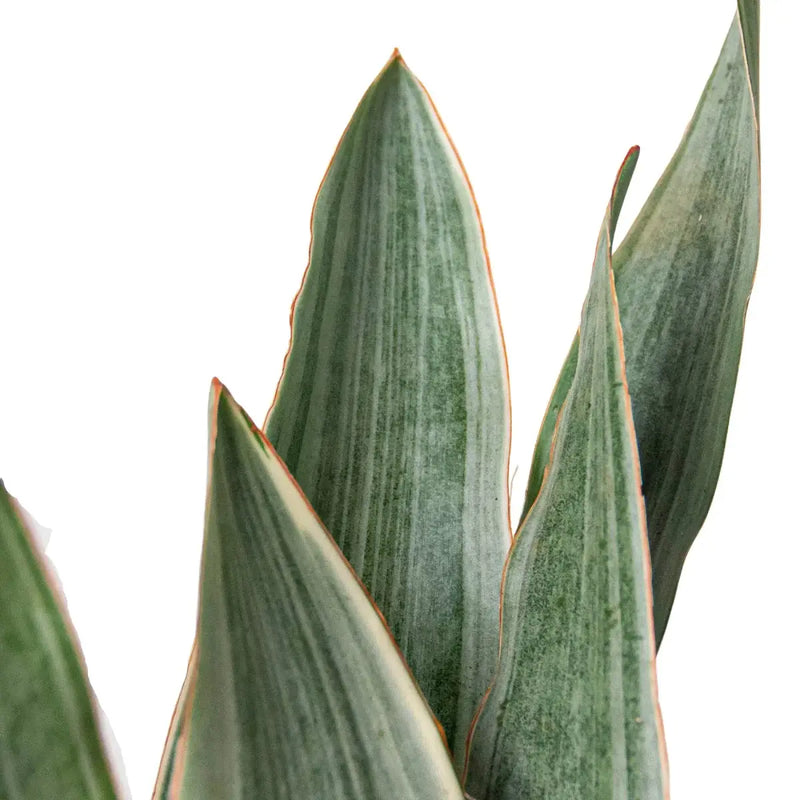 Snake Plant 'Sayuri' Indoor Plants at All About Planties