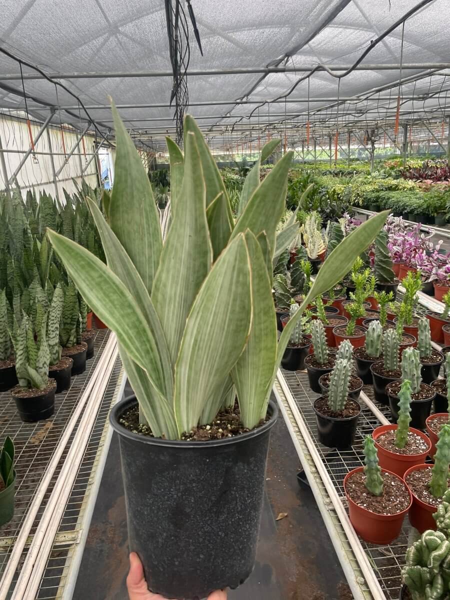 Snake Plant 'Sayuri' 8