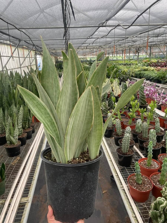 garden snake plant Snake Plant 'Sayuri' - Pet Safe Silver-Green Air-Purifying Plant