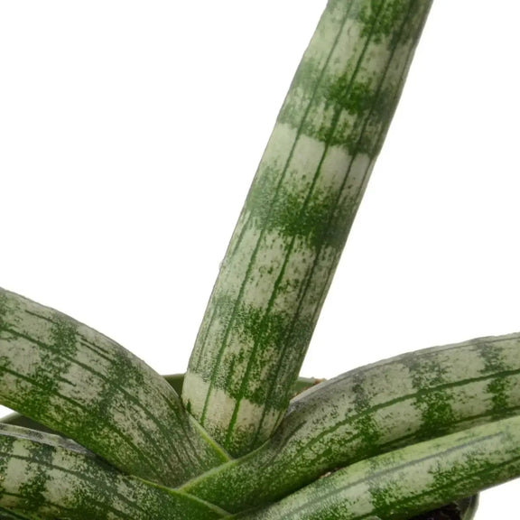 Snake Plant Starfish Indoor Plant at All About Planties