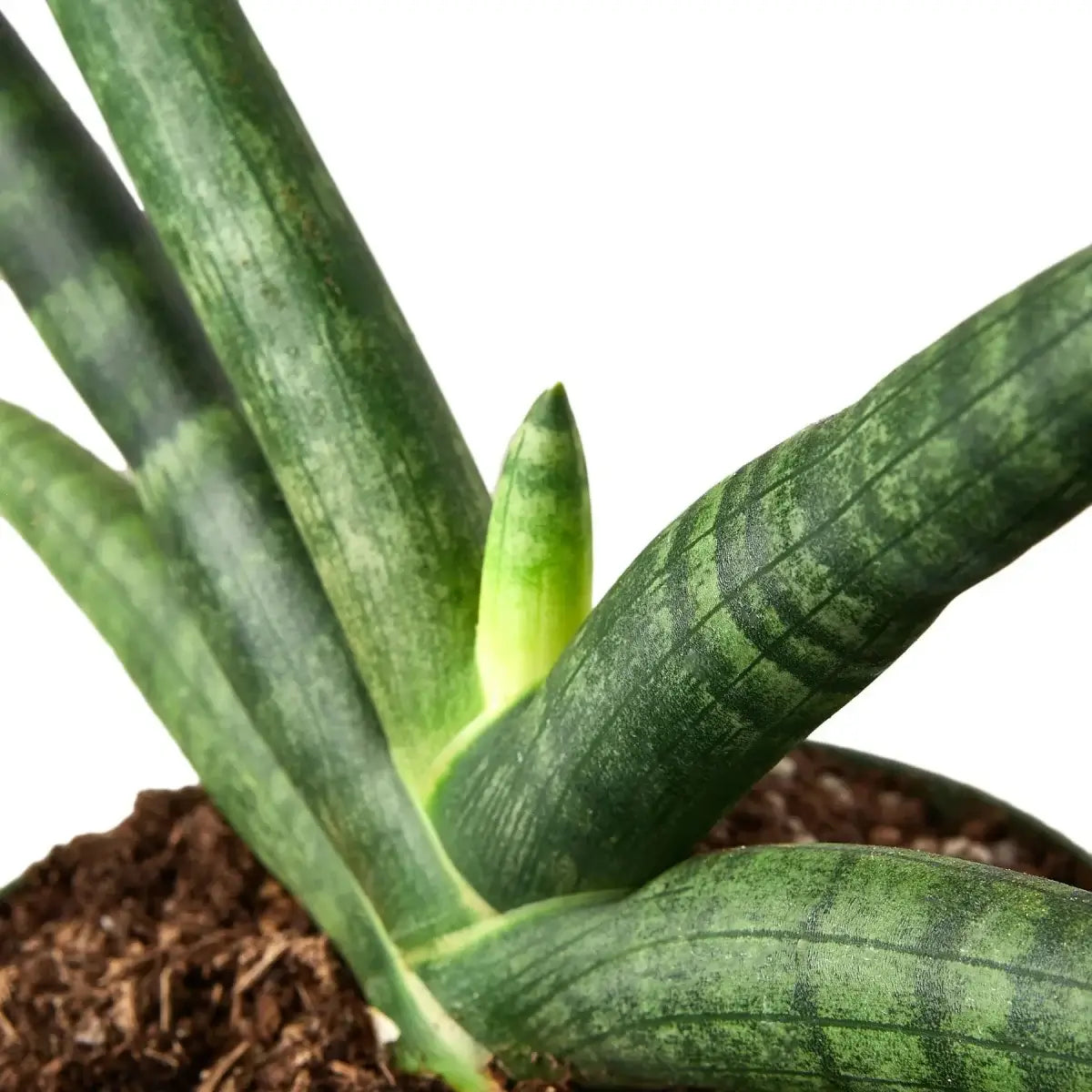 Snake Plant Starfish Indoor Plant at All About Planties