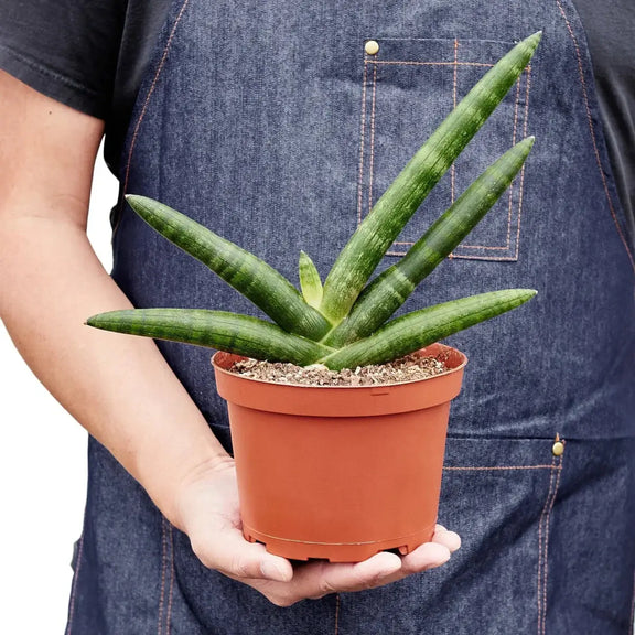 Snake Plant Starfish Indoor Plant at All About Planties