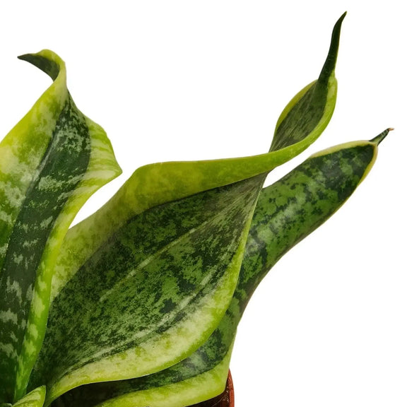 snake-plant-twist closeup 