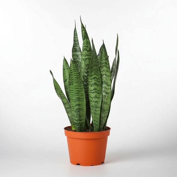 Snake Plant Zeylanica plant in a 4inch nursery pot at All About Planties™