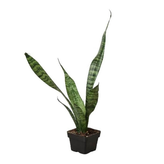 Snake Plant 'Zeylanica' Indoor Plant at All About Planties