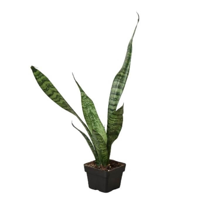 Snake Plant 'Zeylanica' Indoor Plant at All About Planties