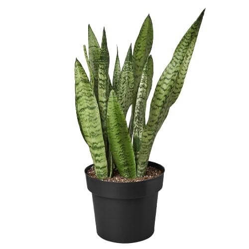 Snake Plant 'Zeylanica' Indoor Plant at All About Planties