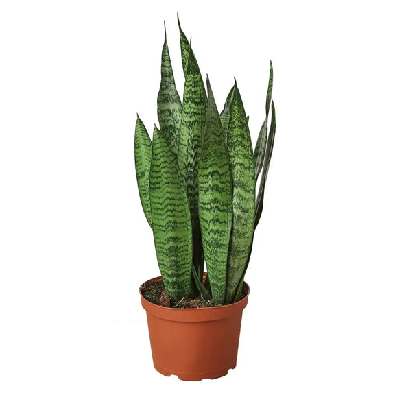 sansevieria plant air purifier Snake Plant 2-Pack