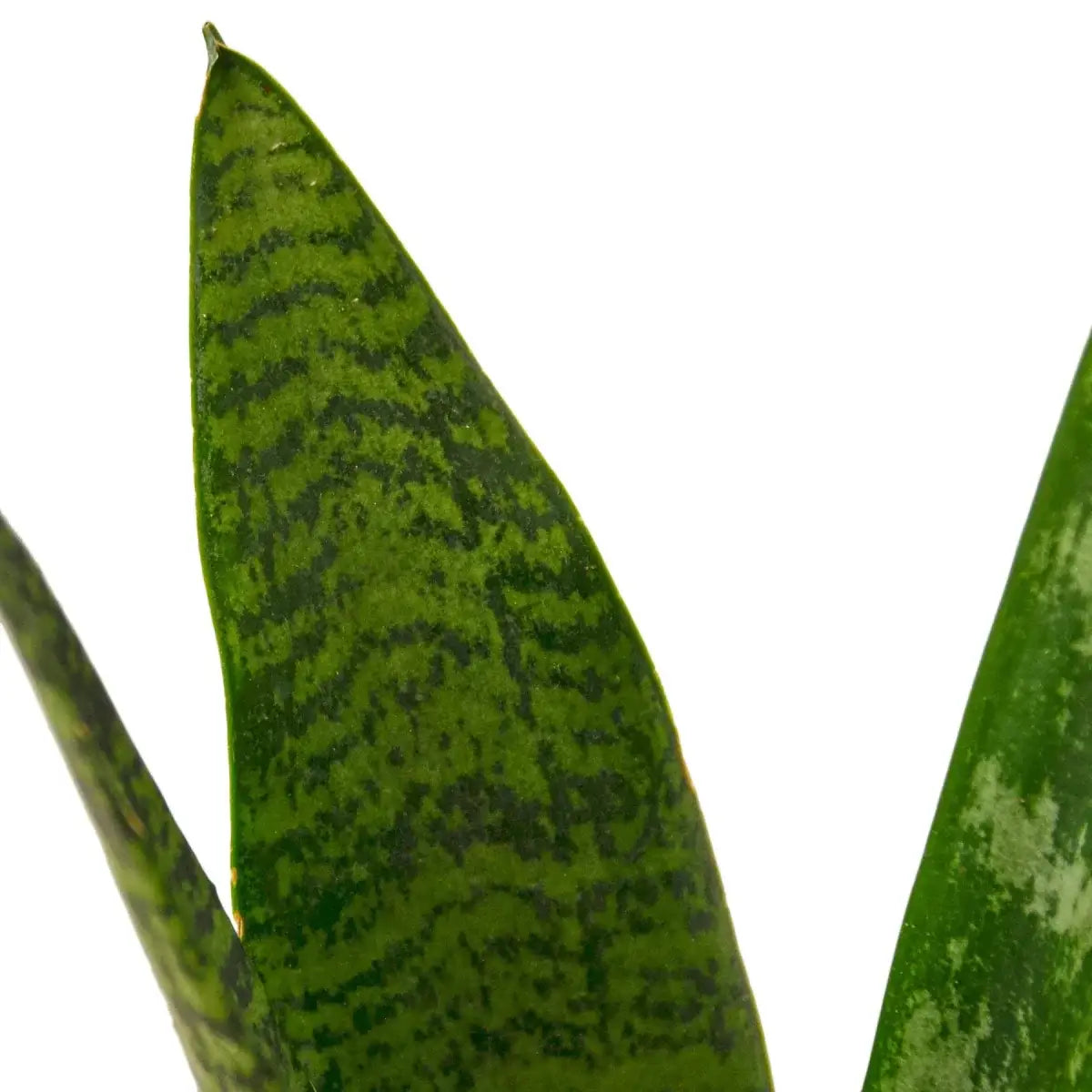 snake plant sansevieria zeylanica air-purifying houseplants by succulents box Snake Plant 'Zeylanica' 8" Pot / Nursery Pot