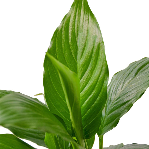 spathiphyllum-peace-lily close up