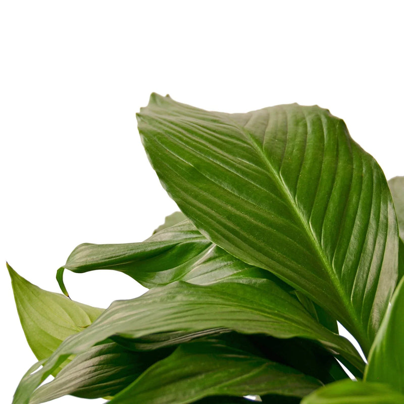 spathiphyllum-peace-lily leaves