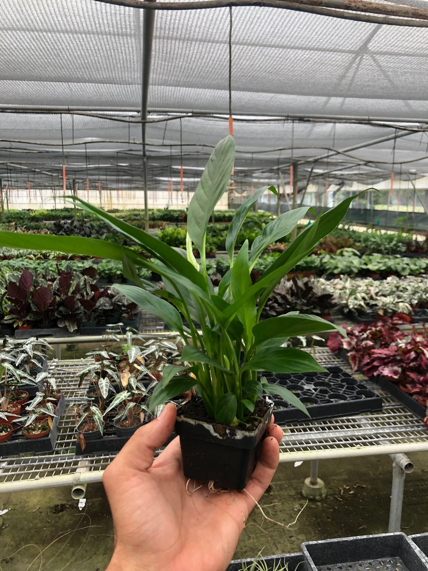 spathiphyllum-peace-lily in nursery pot