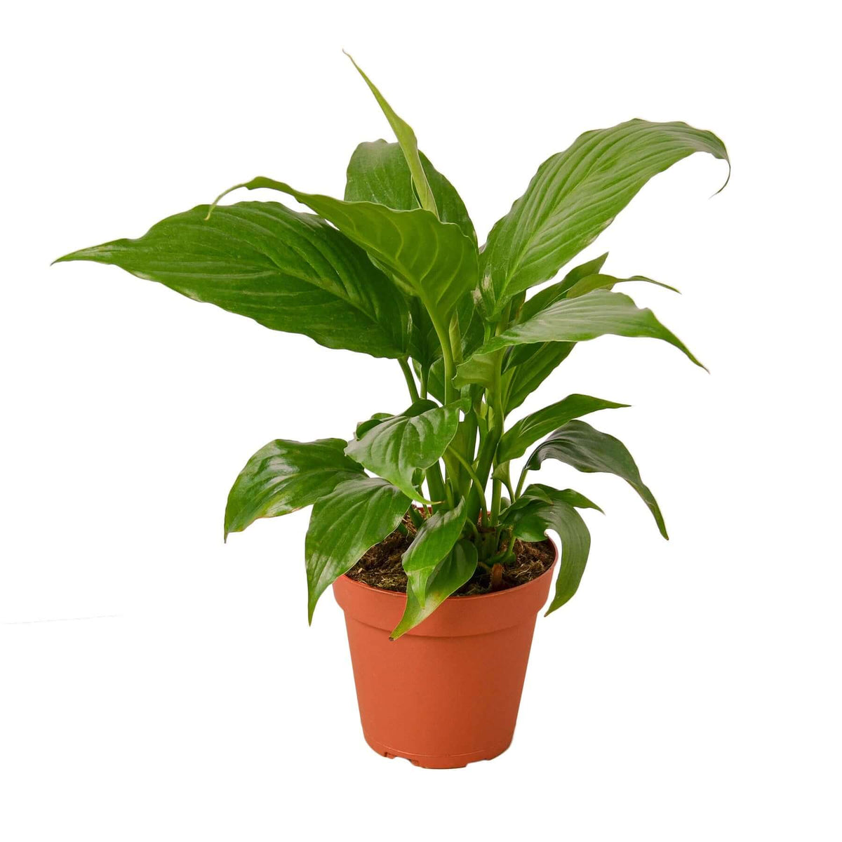 Peace Lily indoor plant brightens living room space – easy-care air purifier plant