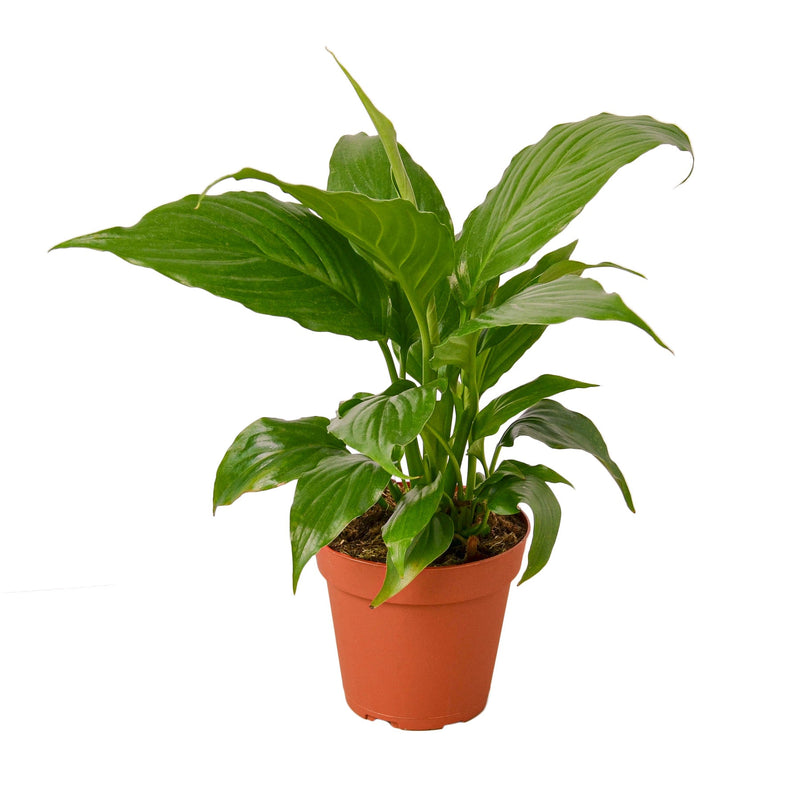 spathiphyllum-peace-lily 4inch pot