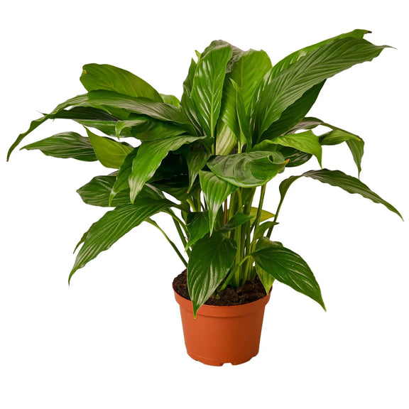 spathiphyllum-peace-lily 6inch plant pot