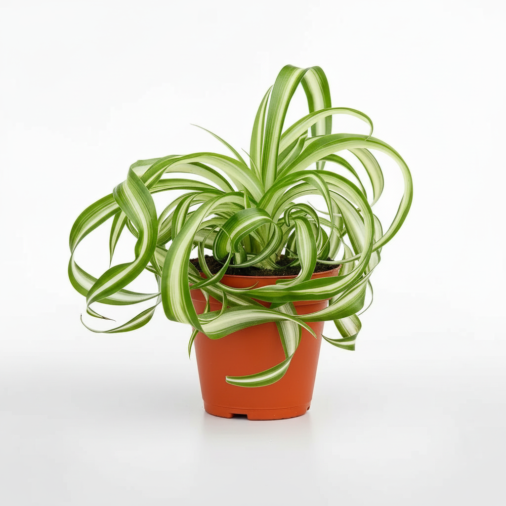 Spider Plant Bonnie Houseplant Potted by All About Planties