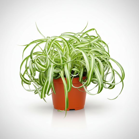 spider plants delivered Bonnie Curly Spider Plant - Easy - Cleans the Air - 4" Pot