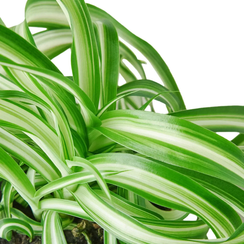 Closeup of Spider Plant 'Bonnie' Plants at All About Planties