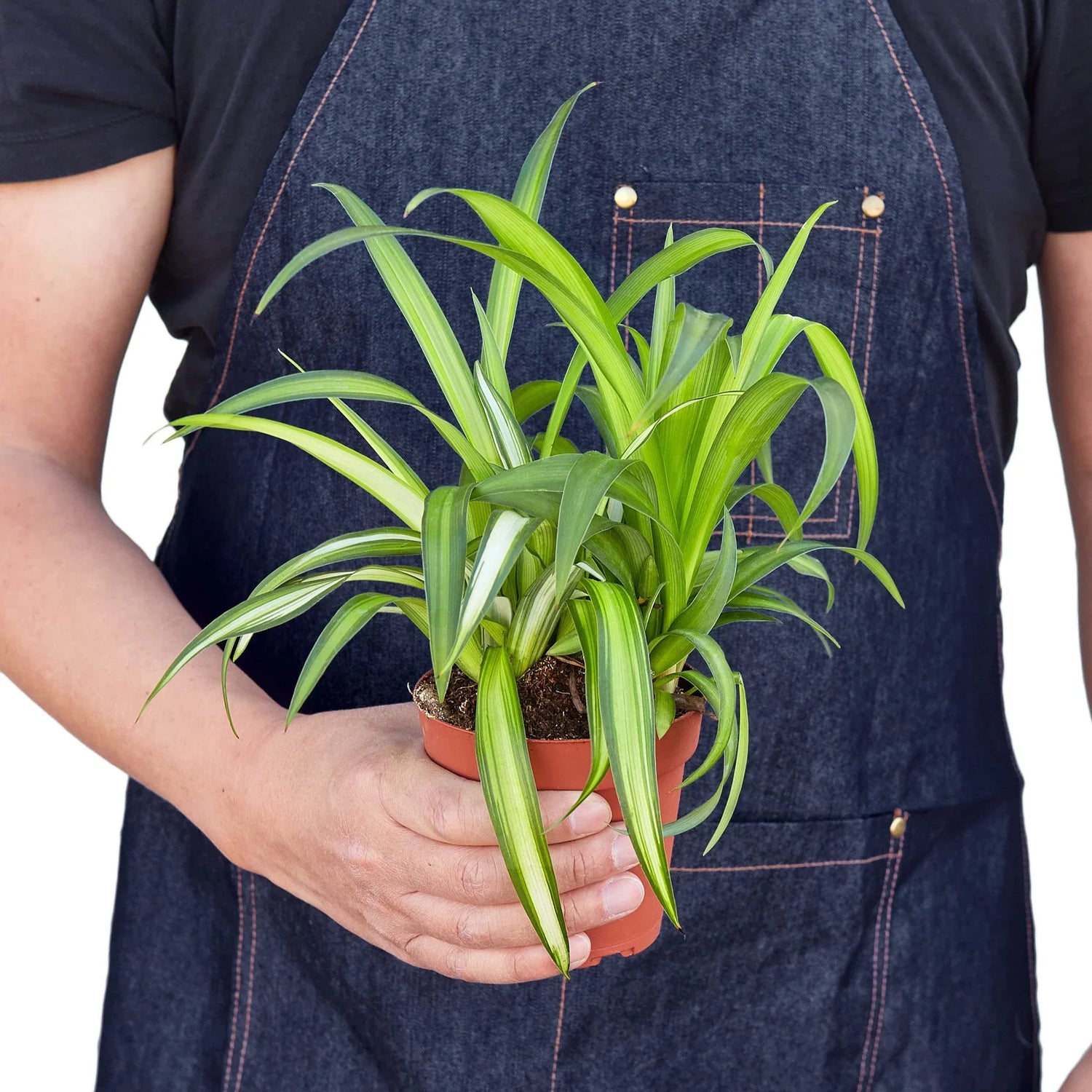 person holdgin a spider-plant-hawaiian plant