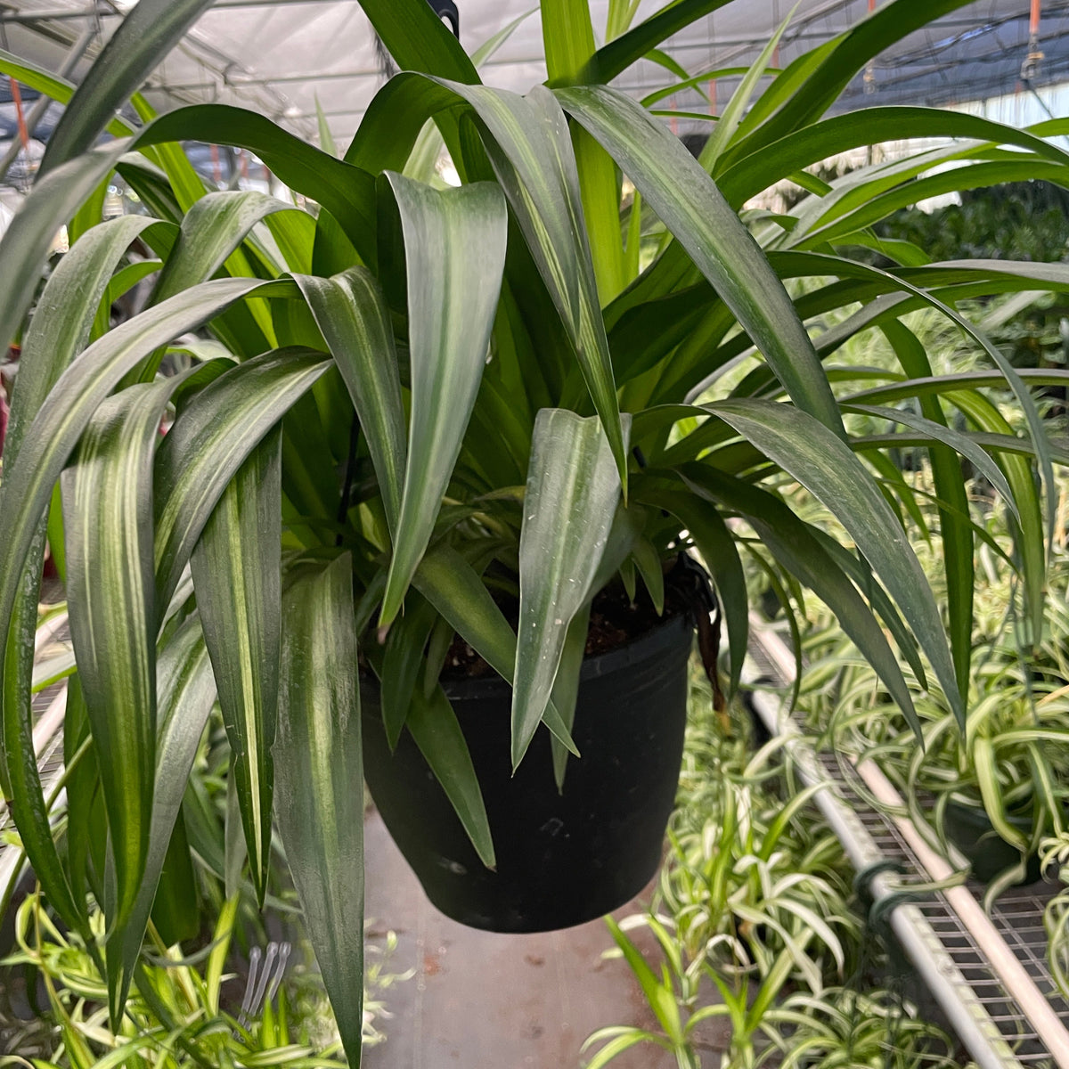 hawaiian potted plants Spider Plant Hawaiian