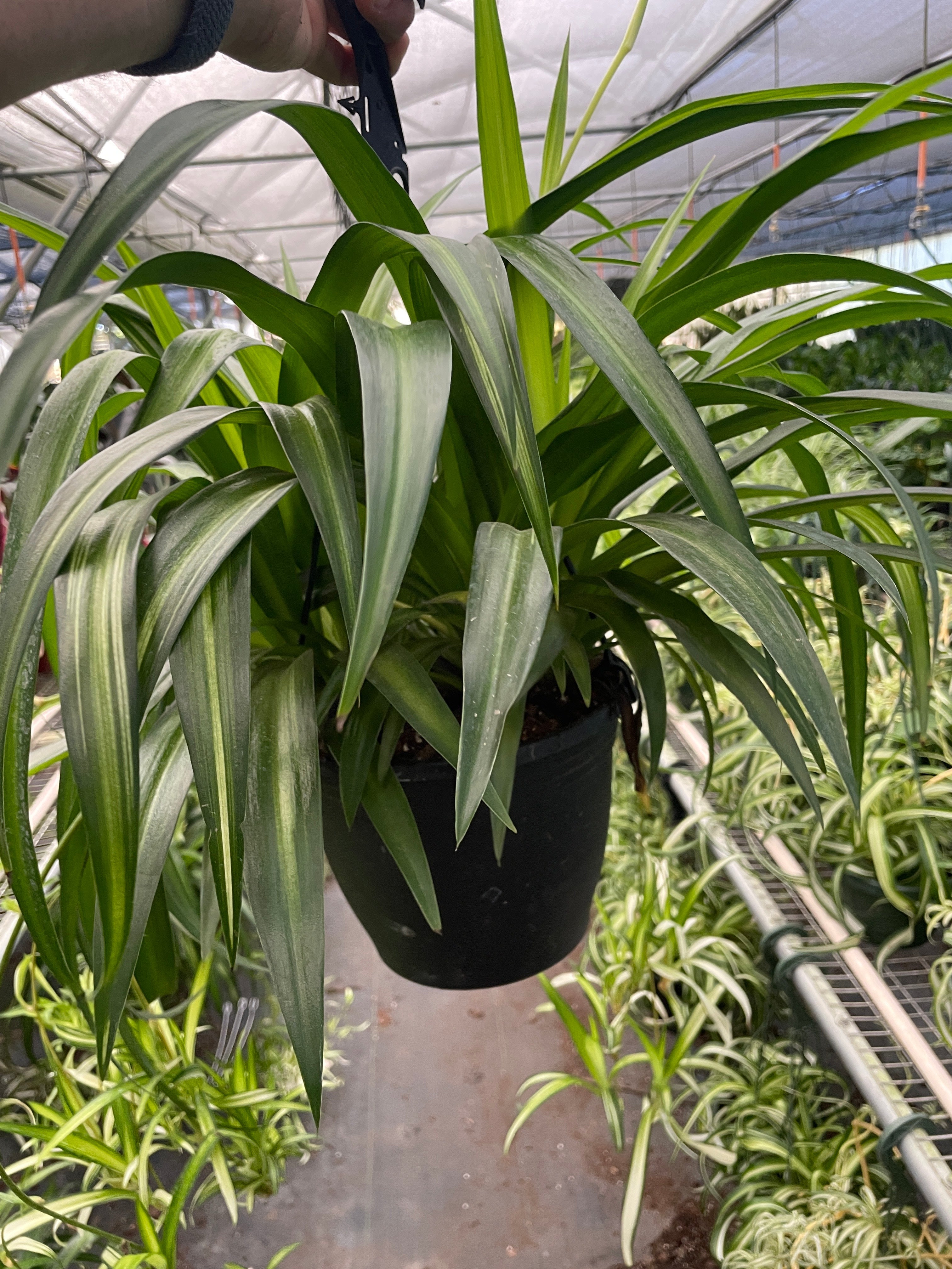 green spider plant for sale Spider Plant Hawaiian