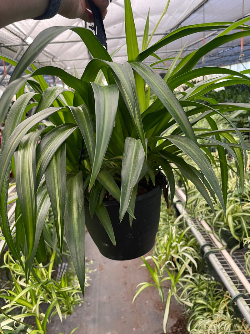 spider-plant-hawaiian in a nursery