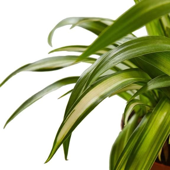 spider-plant-hawaiian close up