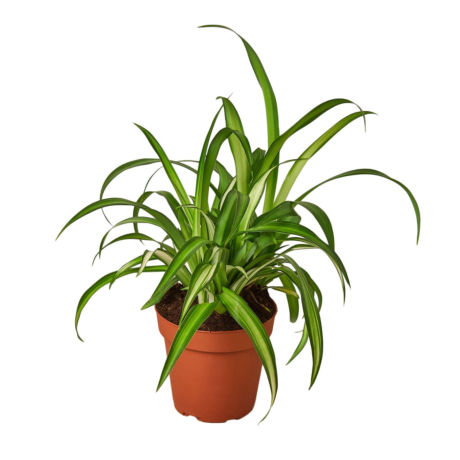 spider-plant-hawaiian in a pot