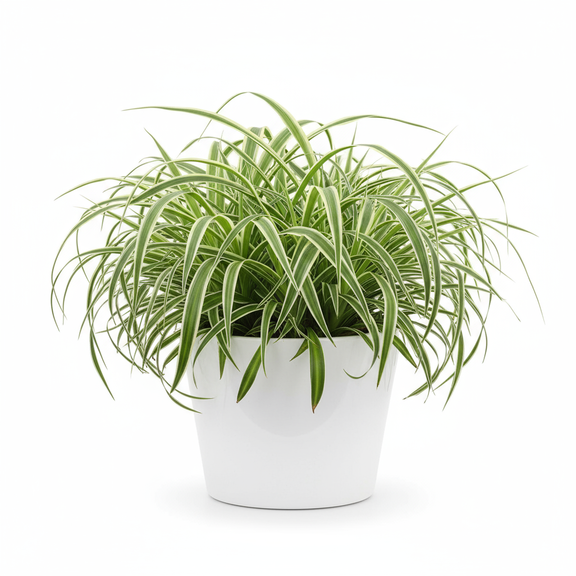 Spider Plant in White Pot