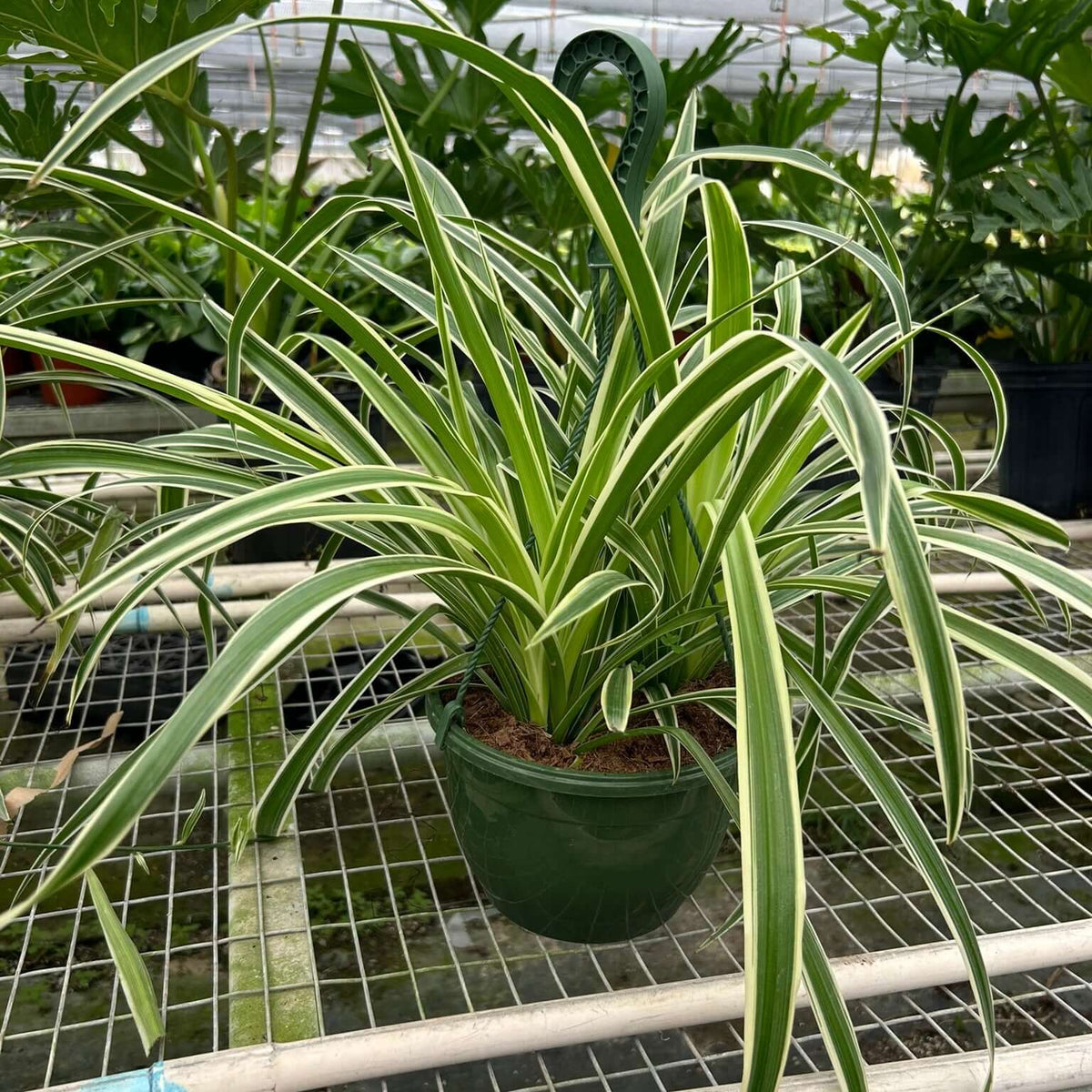 Spider Plant 'Reverse' Plants at All About Planties