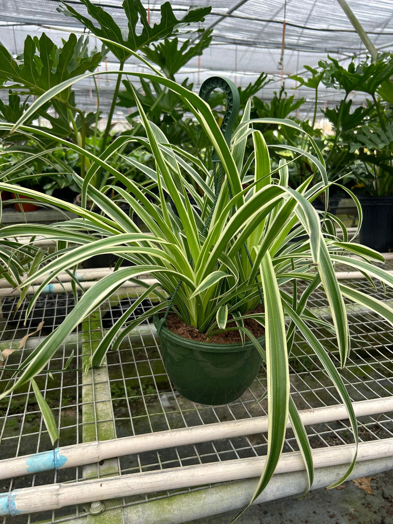 Spider Plant 'Reverse' Plants at All About Planties