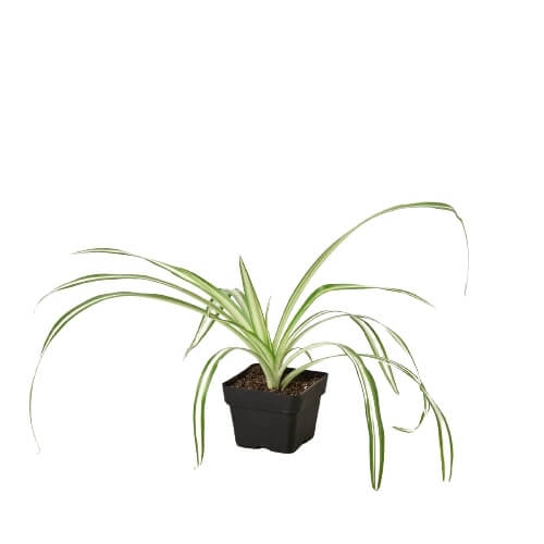 where can i buy a spider plant Spider Plant 'Reverse'