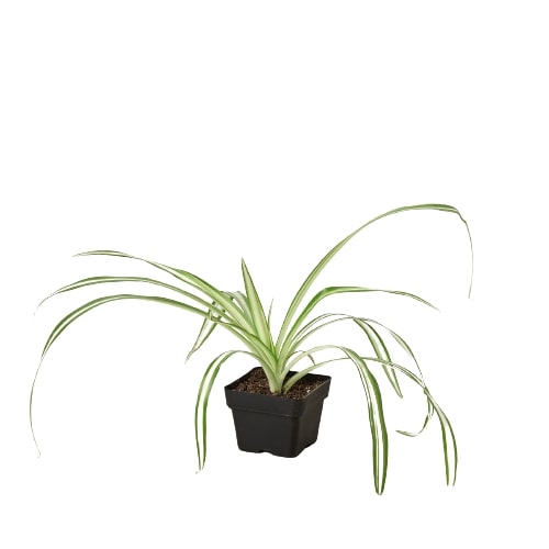 Spider Plant 'Reverse' Plants at All About Planties