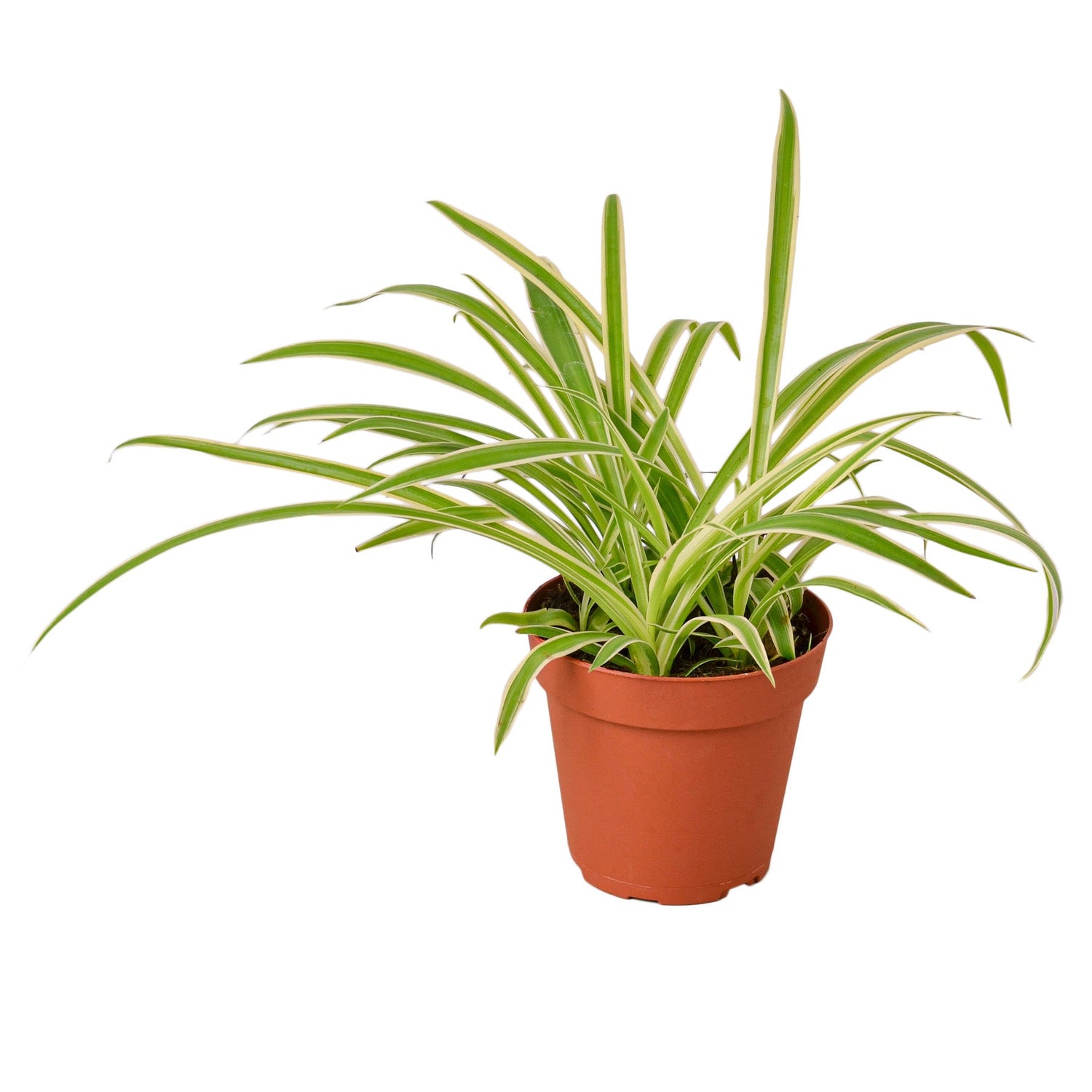 Spider Plant 'Reverse' Plants at All About Planties