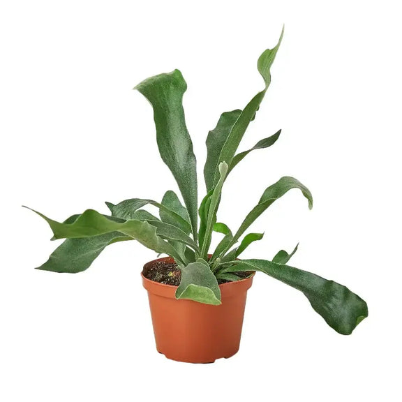 staghorn-fern 4inch pot  | Houseplant | All About Planties