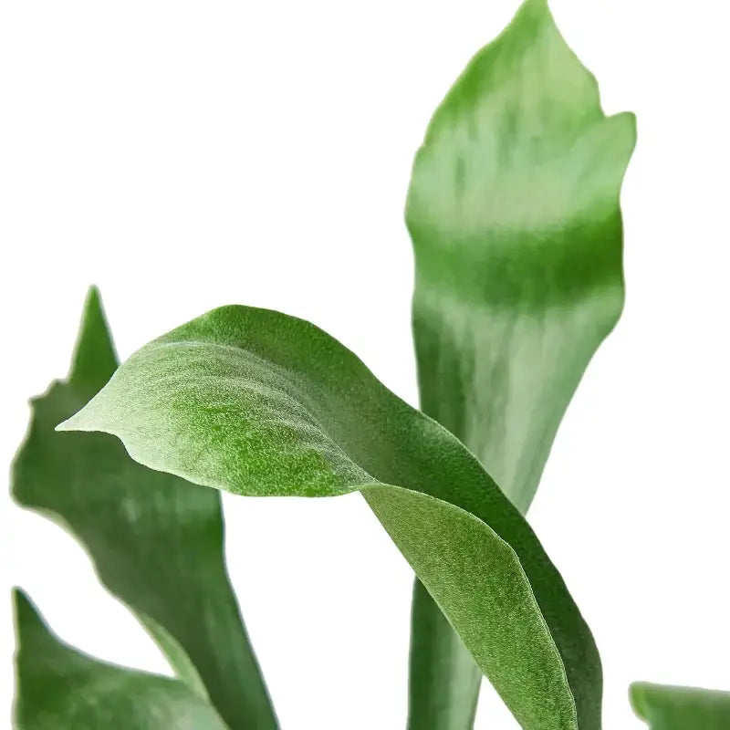 staghorn-fern close up  | Houseplant | All About Planties