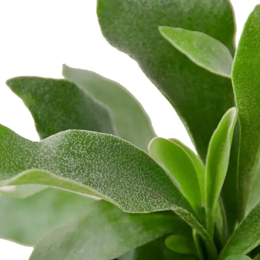 staghorn-fern leaves close up | Houseplant | All About Planties